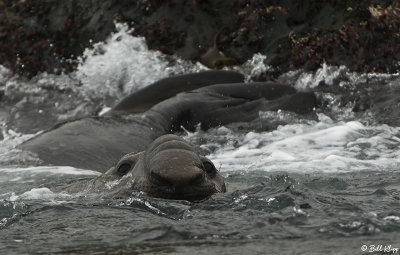 Elephant Seal, Prion Island  7