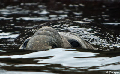 Elephant Seal, Prion Island  2