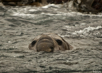 Elephant Seal, Prion Island  4