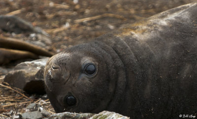Elephant Seal Pup, Prion Island  6