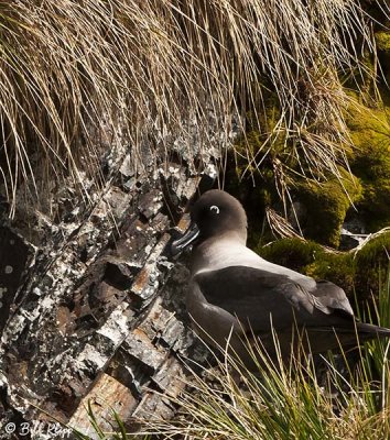 Grey Headed Albatross, Hercules Bay  1