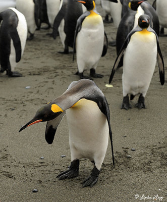 King Penguins, Salisbury Plains  12