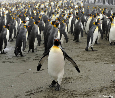 King Penguins,  Salisbury Plains  13