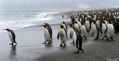 King Penguins,  Salisbury Plains  15