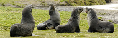 King Penguins,  Salisbury Plains  16