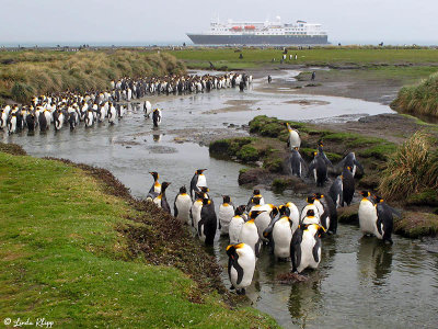 King Penguins,  Salisbury Plains  18