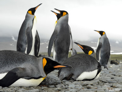 King Penguins,  Salisbury Plains  20