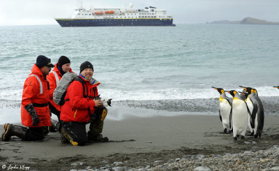 King Penguins,  Salisbury Plains  21