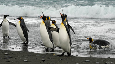 King Penguins,  Salisbury Plains  25