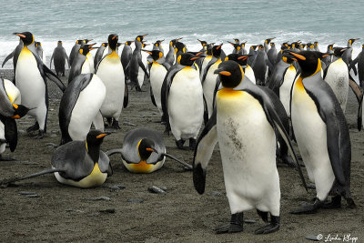 King Penguins,  Salisbury Plains  27
