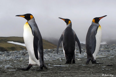 King Penguins,  Salisbury Plains  31