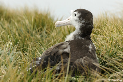 Wandering Albatross Chick, Prion Island