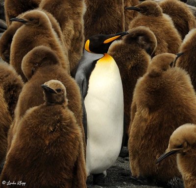 King Penguins, Gold Harbour  18