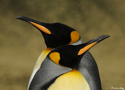King Penguins, Gold Harbour  23