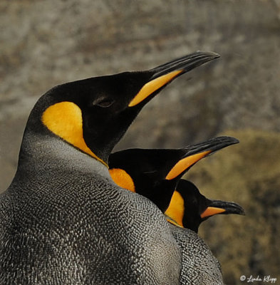 King Penguins, Gold Harbour  25