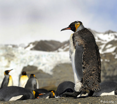 King Penguins, Gold Harbour  28