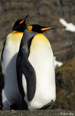 King Penguins, Gold Harbour  29