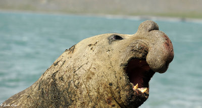 Elephant Seal,  Gold Harbour  22