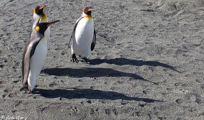King Penguins, Gold Harbour  34