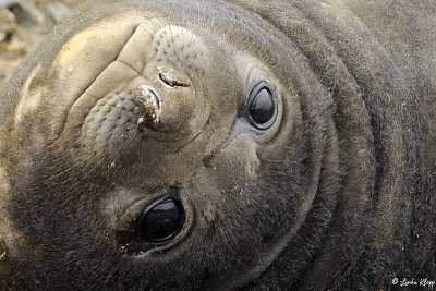 Elephant Seal, Prion Island  