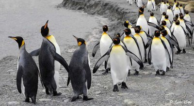 King Penguins, St. Andrews Bay  2