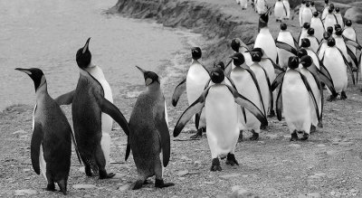 King Penguins, St. Andrews Bay  3