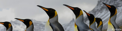 King Penguins, St. Andrews Bay  4