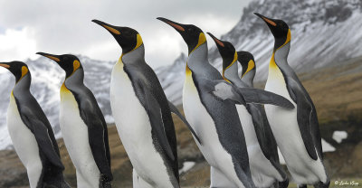 King Penguins, St. Andrews Bay  5