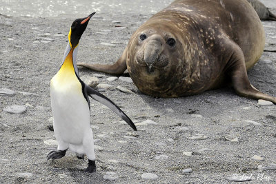 King Penguin & Elephant Seal, St. Andrews Bay  1