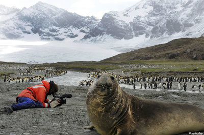 Elephant Seal, St. Andrews Bay  1