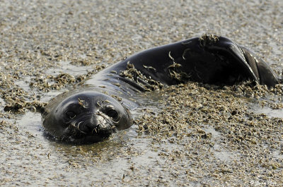 Elephant Seal, St. Andrews Bay  2