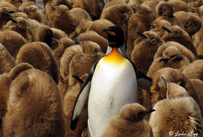 King Penguins, St. Andrews Bay  6