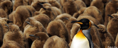 King Penguins, St. Andrews Bay  8