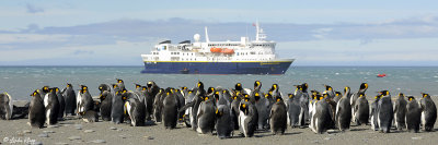 King Penguins, St. Andrews Bay  9