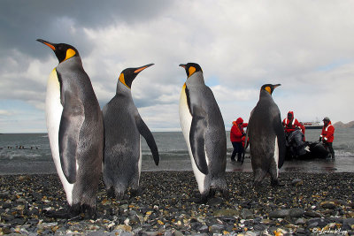 King Penguins, St. Andrews Bay  13