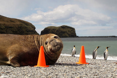Elephant Seal, St. Andrews Bay  4