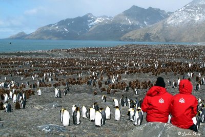 King Penguins, St. Andrews Bay  14