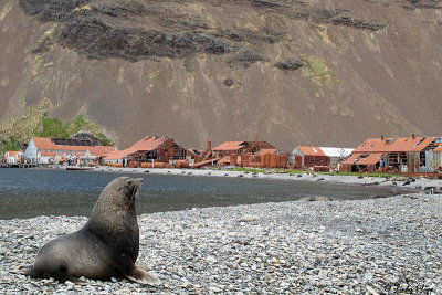 Fur Seal, Stromness Harbour  1