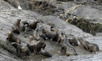 The Falkland Islands by Bill