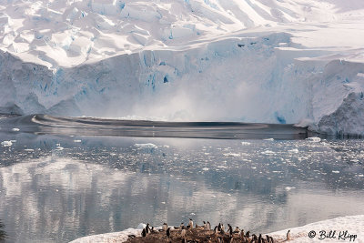 Glacial Calving & Tsunami, Neko Harbor  4