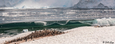 Glacial Calving & Tsunami, Neko Harbor  5