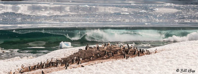 Glacial Calving & Tsunami, Neko Harbor  6