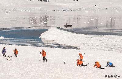 Glacial Calving & Tsunami, Neko Harbor 10