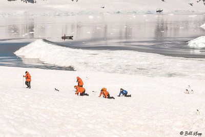 Glacial Calving & Tsunami, Neko Harbor 11