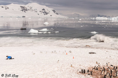 Glacial Calving & Tsunami, Neko Harbor 12