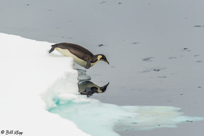 Emperor Penguin, Wilhelmina Bay 1