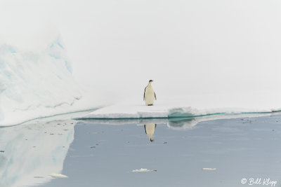 Emperor Penguin, Wilhelmina Bay 2