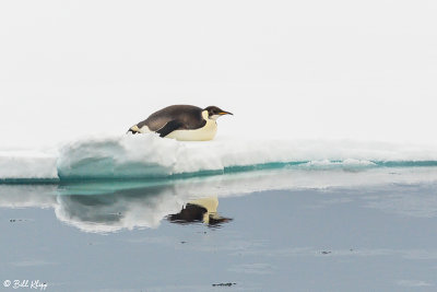 Emperor Penguin, Wilhelmina Bay 3