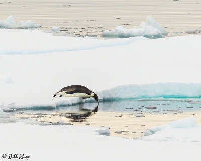 Emperor Penguin, Wilhelmina Bay 4