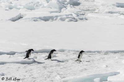 Adelie Penguins, Antarctic Sound  1